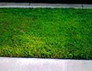 Bermuda Grass 1