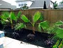 Tropical Landscaping 3
