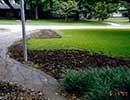 St. Augustine Grass 2