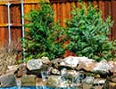 Native Landscaping 1