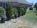Native Landscaping 3