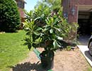 Native Landscaping 12