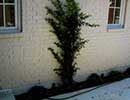Shade Landscaping 5