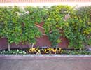 State Fair Flower Bed 7