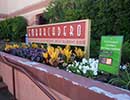 State Fair Flower Bed 9