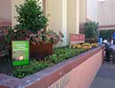 State Fair Flower Bed 10
