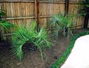 Tropical Landscaping 5