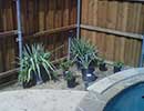 Xeriscaping 4